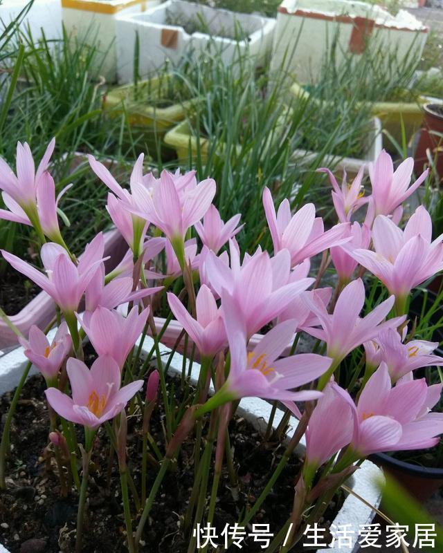 『花卉植物』不会养花?照着这“3点”做,准没错,阳台变花海,成小森林