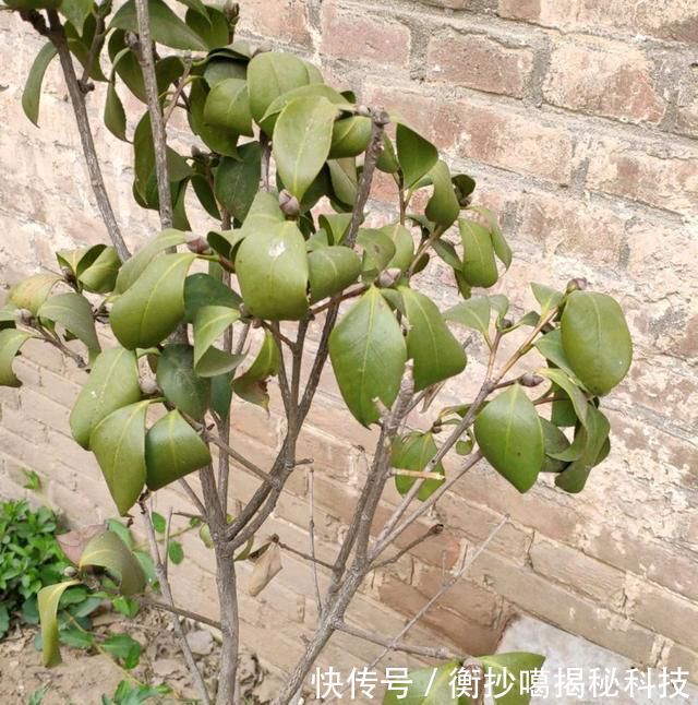 【缺水】地栽茶花的叶片发黄变卷,居然是脱水干死,原因在根部,还能救吗