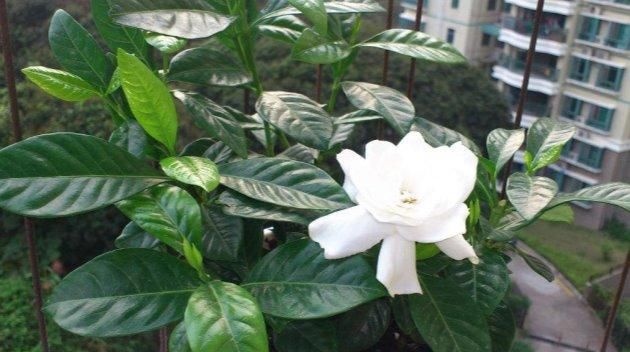  [栀子花]开春的栀子花这样养，叶子繁茂，绿油油！