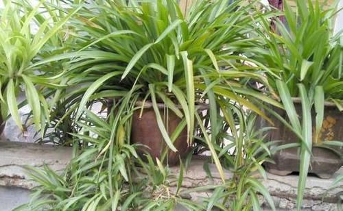 『植物』4种植物,容易'爆'崽子,掰下来'见'土就活,你家有吗?