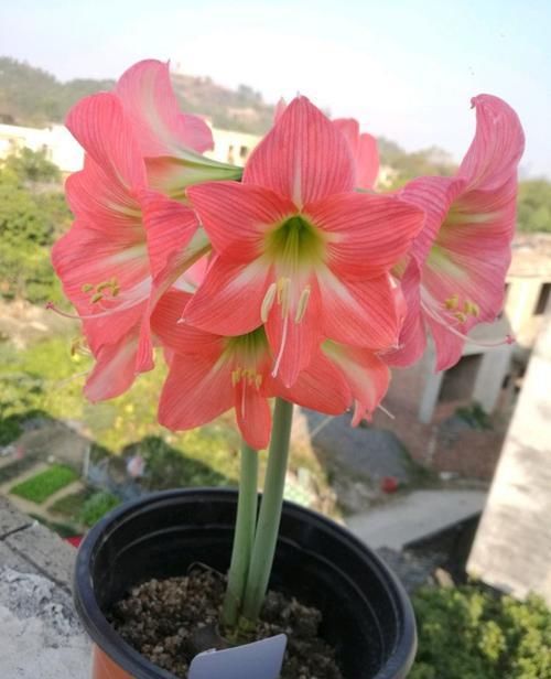  『洋桔梗』庭院养花，不如养盆“菊中珍品”墨菊，花色如墨，高贵典雅！值！