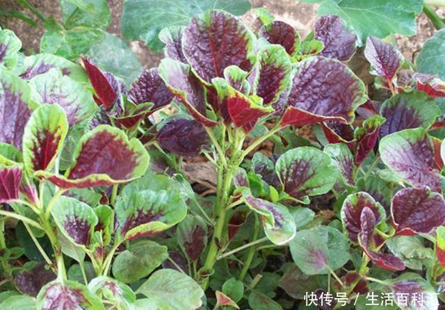 【蔬菜】此种蔬菜以前被当成野草,现在很多人盆栽养护,盆栽要做好4点