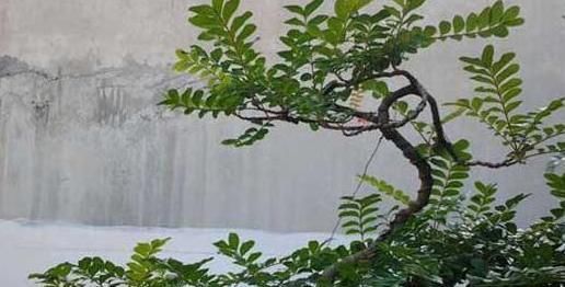  胡椒■胡椒木和清香木怎么区分的？
