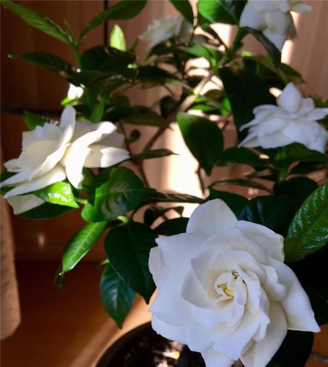 栀子花|栀子花养护技巧,学会这三招,轻轻松松爆满盆