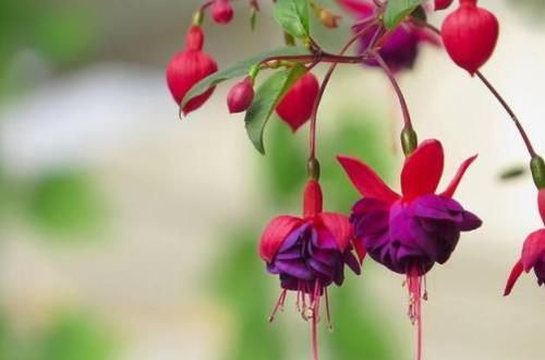  『拥有』养植物是为了观花还是赏叶？四季开花的'倒挂金钟'，你值得拥有