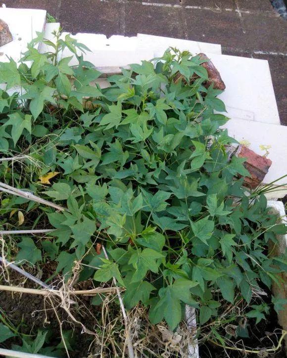 『收获』阳台种上4种菜,2个月就能收获,一茬接一茬,绿色又健康!