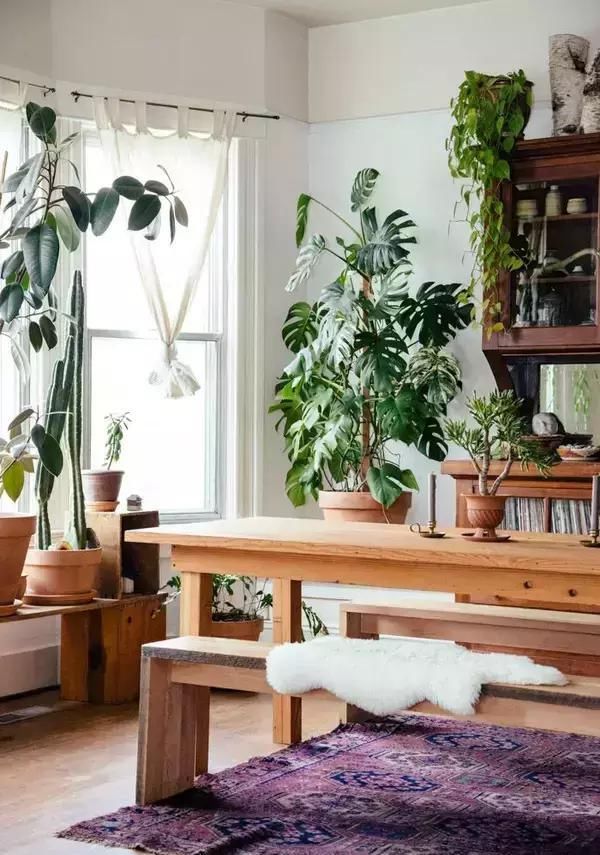  【自带】自带镇宅安家的30种大植物，满满都是安全感