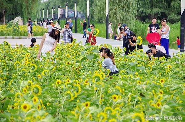 武漢:鬧市區(qū)盛開(kāi)大片向日葵 扮靚漢口江灘(圖2)