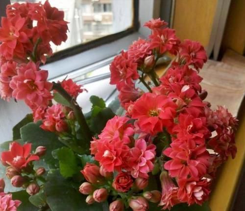  『茉莉』风车茉莉怎么养，风车茉莉的养殖方法和注意事项