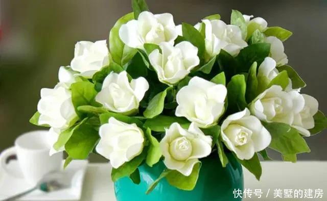  时间|栀子香气清香恬淡，眼下正是养护关键期，这几点要做好
