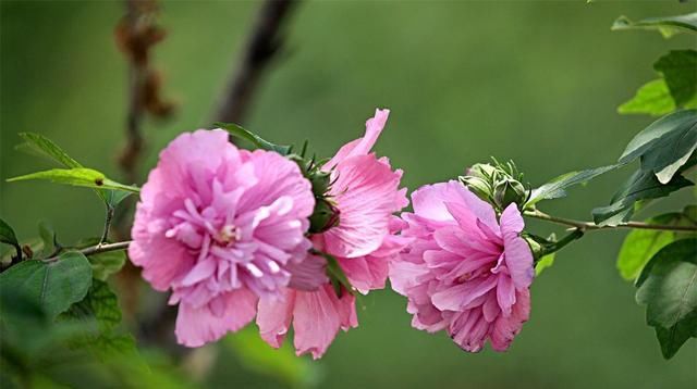  『植物』木槿树“嫁接”这么做,一树多色,满树繁华!