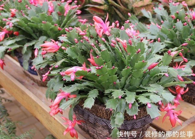 「植物」气温太高,这3种花要休眠,在养护上更要上心