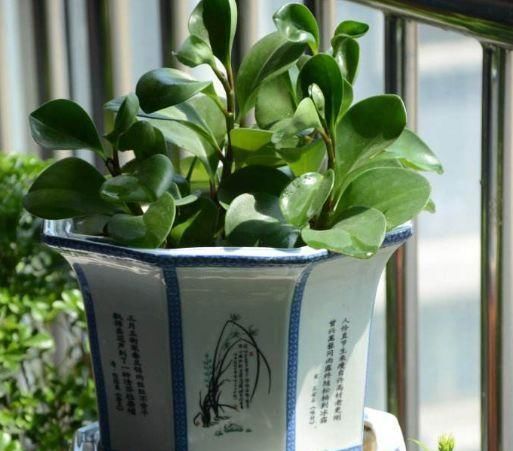 #卉位置的时#养花时,很多人忽视了“一点”,怪不得养不旺,快学会如此改正