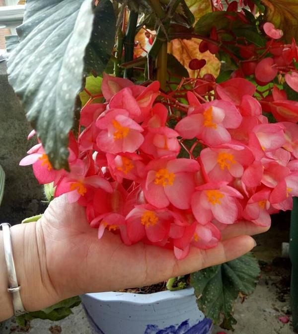  「扦插」此款木本植物，周年开花，扦插就能活，是盆栽佳品，室内也能养