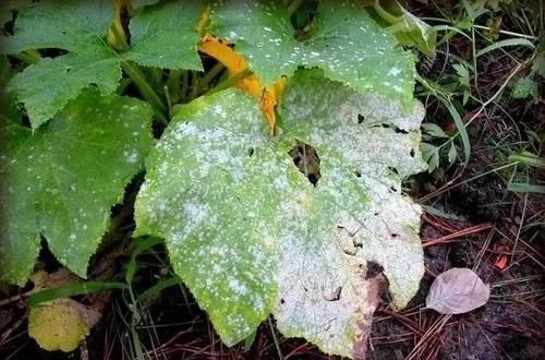  『杀菌剂』常见5种内吸性广谱杀菌剂，可以轻松去除植物感染的病害