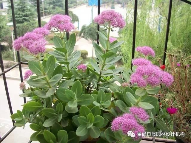『适合』适合庭院种植的27种常用宿根花卉
