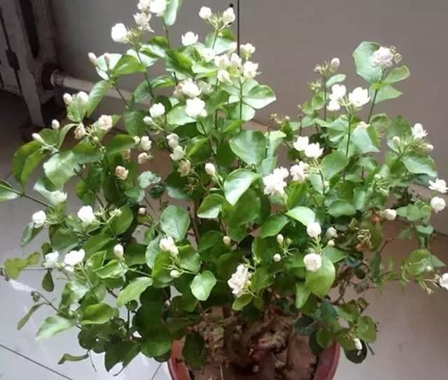  【开花数量】茉莉花开花少，只需一片柠檬，给它来杯“柠檬水”，白花呼呼开