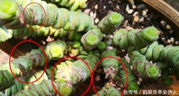  时间■钱串不修剪，小心黑杆烂叶，嫩枝插土里，3个月后又能长爆盆