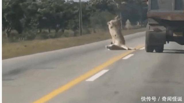 男子开车行驶在高速公路上，却遇见了一场现实版的“越狱”剧情