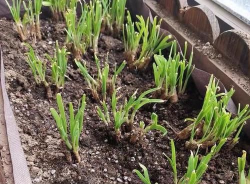  割完■阳台盆栽韭菜该如何管理？用上2个小技巧，绿叶割完一茬又一茬