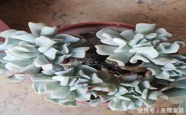 『摘下来』多肉的叶子摘下来重新种,现在叶子太多了,老花匠教你小窍门!