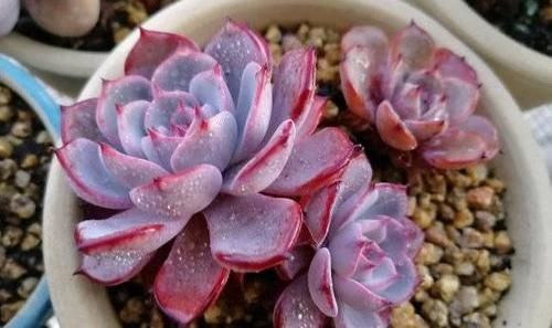  #手摸#多肉叶子长白霜，不要用手摸，这毛病要改，摸的勤多肉死的快