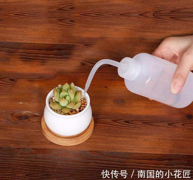  养护■多肉一个样，3个“长时间”在搞鬼，赶紧换个方法养，才能变胖