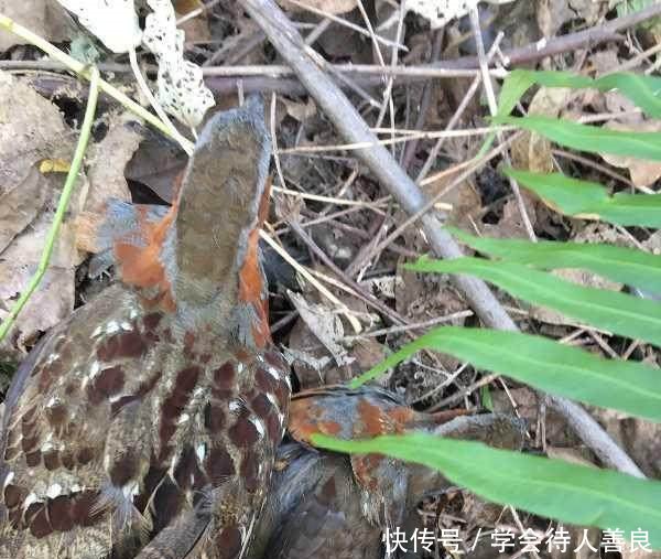  不到■农村以前经常打的“泥滑滑”，一般人绝对没见过！买不到