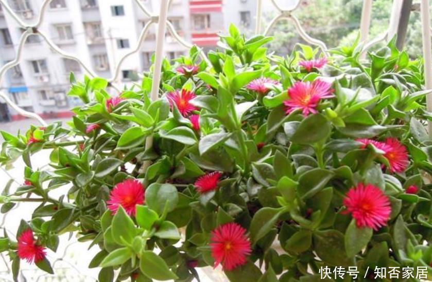  『适合』“4种花”最适合养阳台，被称开花小能手，开花不断，变花海！