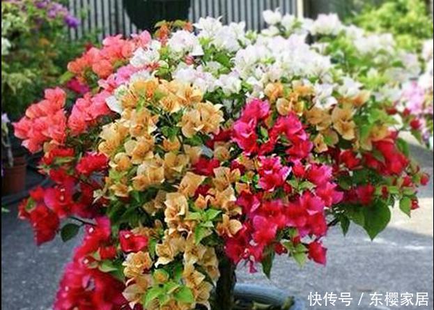 『漂亮』此花花色艳丽,花期长,开花量繁多,花朵形状美丽特别,漂亮美丽