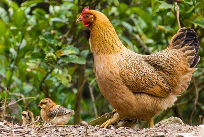  养殖户|农村养殖的土鸡，卖30元一斤有人嫌贵，养殖户：50元一斤