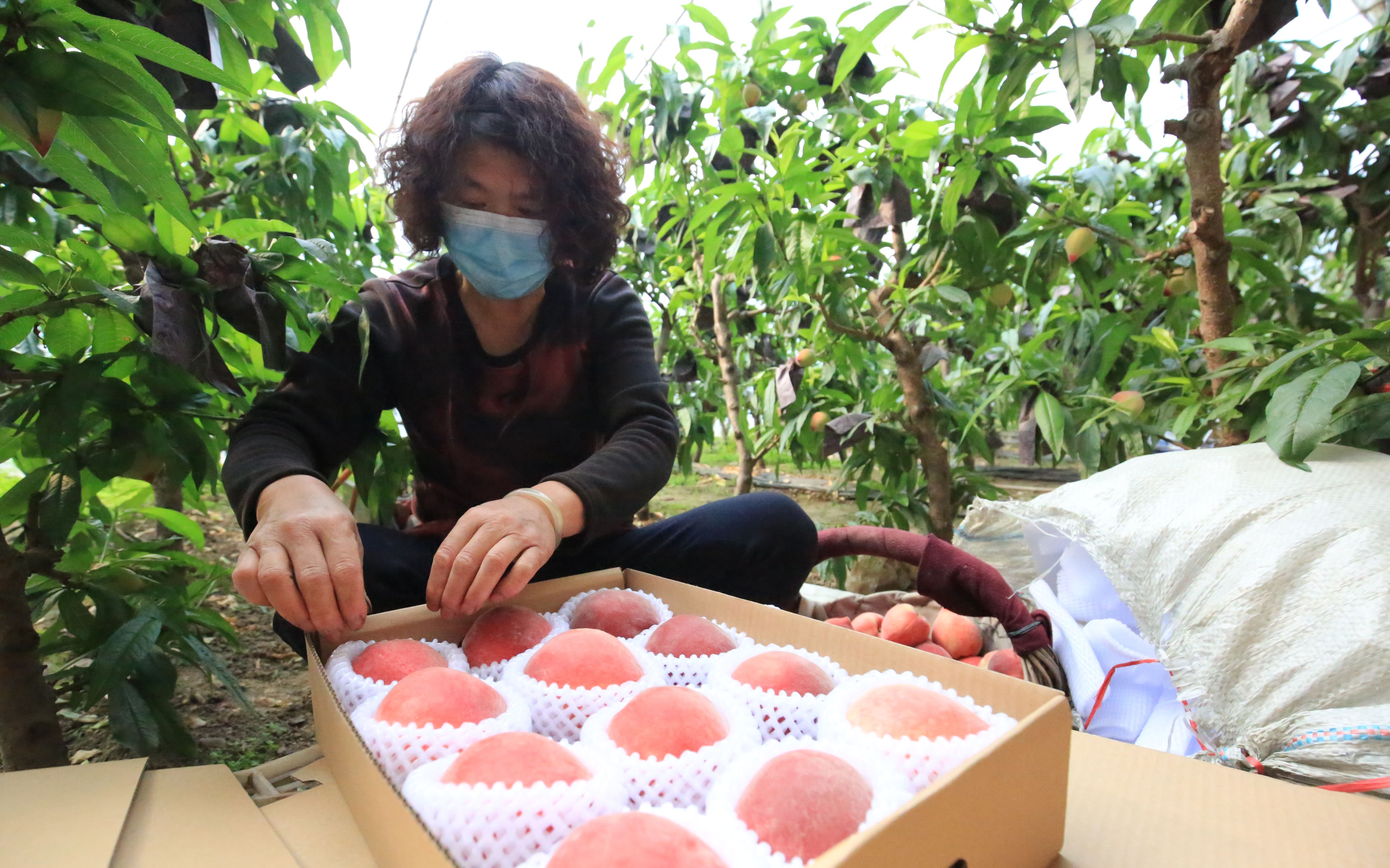  上市■平谷“春雪”大桃成熟上市 开启平谷鲜桃季