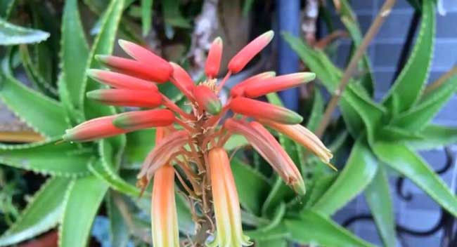  【植物】芦荟一般什么时候开花?