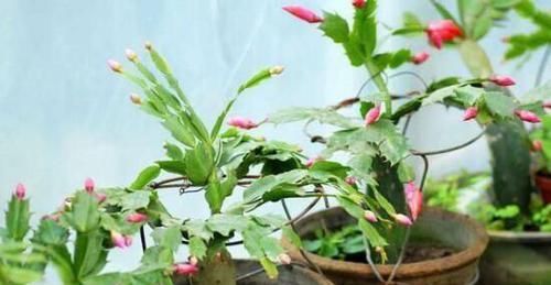  假昙花的花■如何区别蟹爪兰，假昙花和叶仙这三种绿植盆栽？