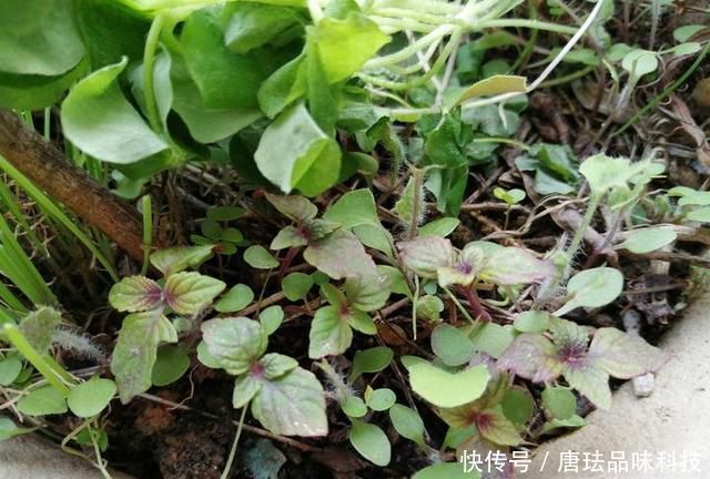  花盆@春天来了，酸咪草都开了，紫苏都种活了！