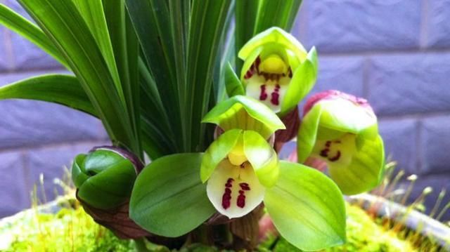 富贵@这是兰花大富贵吗?多久开花