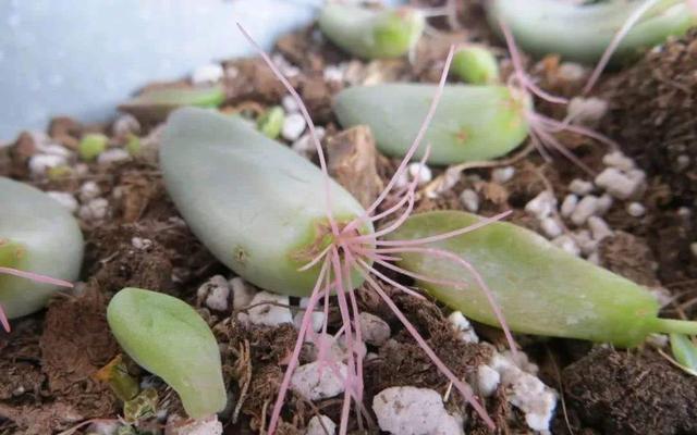 『春天』春天真是繁殖的好季节，几片叶子养成盆栽，省事方便成活率高
