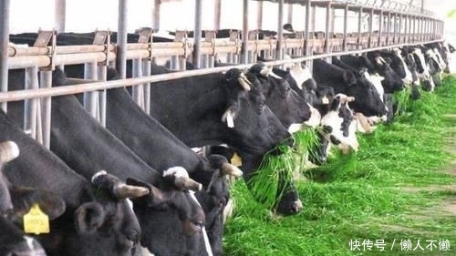  【试试】2020年！在农村养什么最赚钱？老农：试试这三个前景广阔的市场