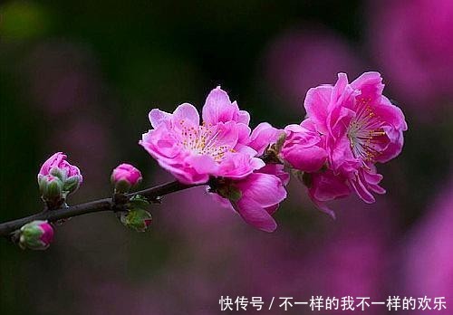 仄仄仄平平@一帘幽梦念往事,四季情思意阑珊;孤馆深沉夜,心事向谁言