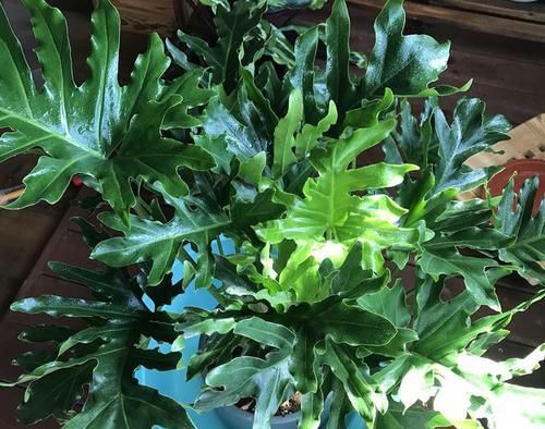  『肥太多』精心养护的盆栽春羽叶片还是有很多小黄点，接下来该怎么做