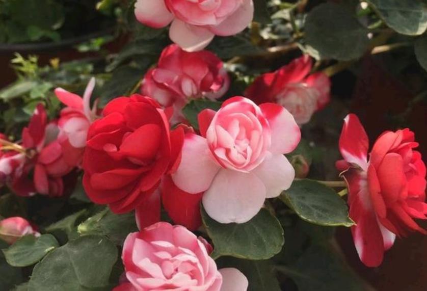  『凤仙花』春天就养4种花，扔土里就能开花，特别适合养花新手！