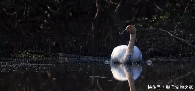 国家二级保护动物都有什么动物