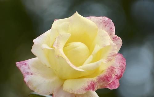  #品种#3种花适合养在阳台，开花漂亮能爆盆，一年开花300天，谁养谁喜欢