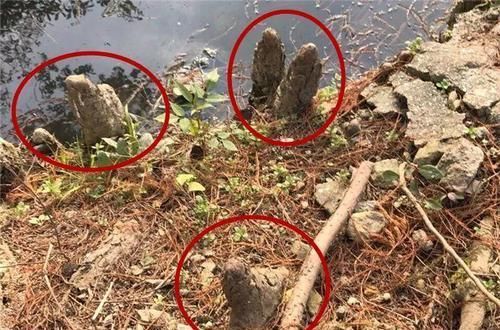  朱顶红：看见这花可别买，忍住，小心被忽悠，花钱买气受！