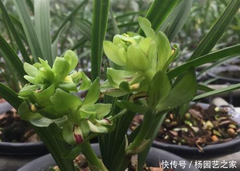  诱人@新手养花，不如养盆花中精品“墨荷”，花色如墨，诱人美丽