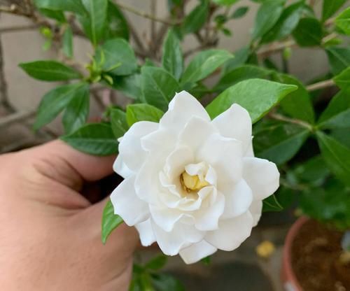  技巧@盆栽栀子花枝繁叶茂花多又浓香的养护技巧，如何避免栀子花黄叶