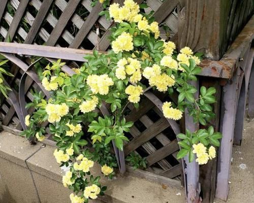  「庭院」庭院再小，也要养1棵“木香花”，1年长成一片，开花多，邻居说美