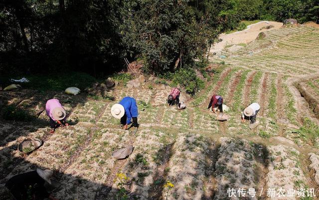  #半夏#每亩收获1500斤，收购价比去年略低，农民依旧靠它致富脱