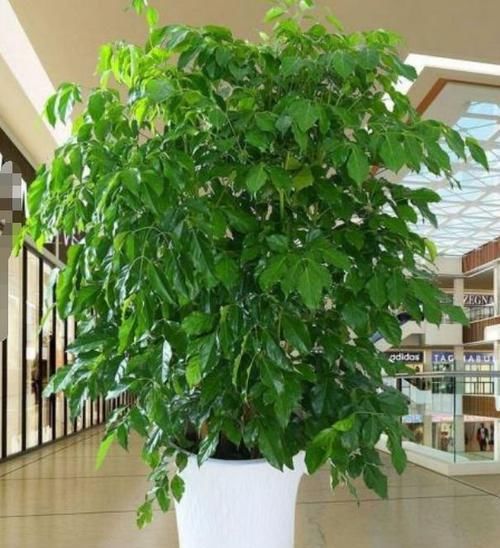  家里：这几款植物养在家里，花期长易打理，开花漂亮花期长，谁养谁喜欢