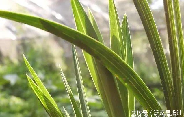 『快速』五一节前,怎样让兰花新芽快速成长,不是施肥也不用激素